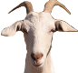 Goat image